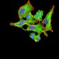 VEGFA Antibody
